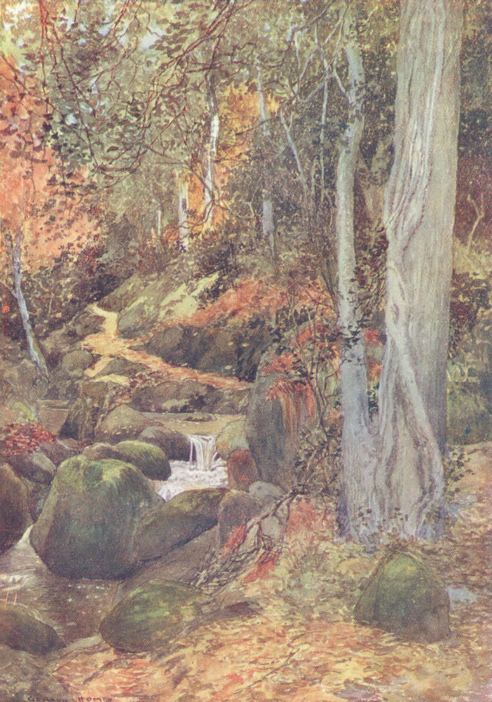 YORKS. The Coast. In Mulgrave Woods 1908 old antique vintage print picture